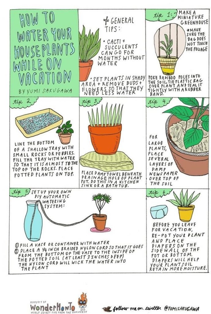 DIY tips for watering your plants while you're on vacation