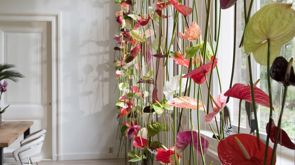 Anthurium curtain window decoration