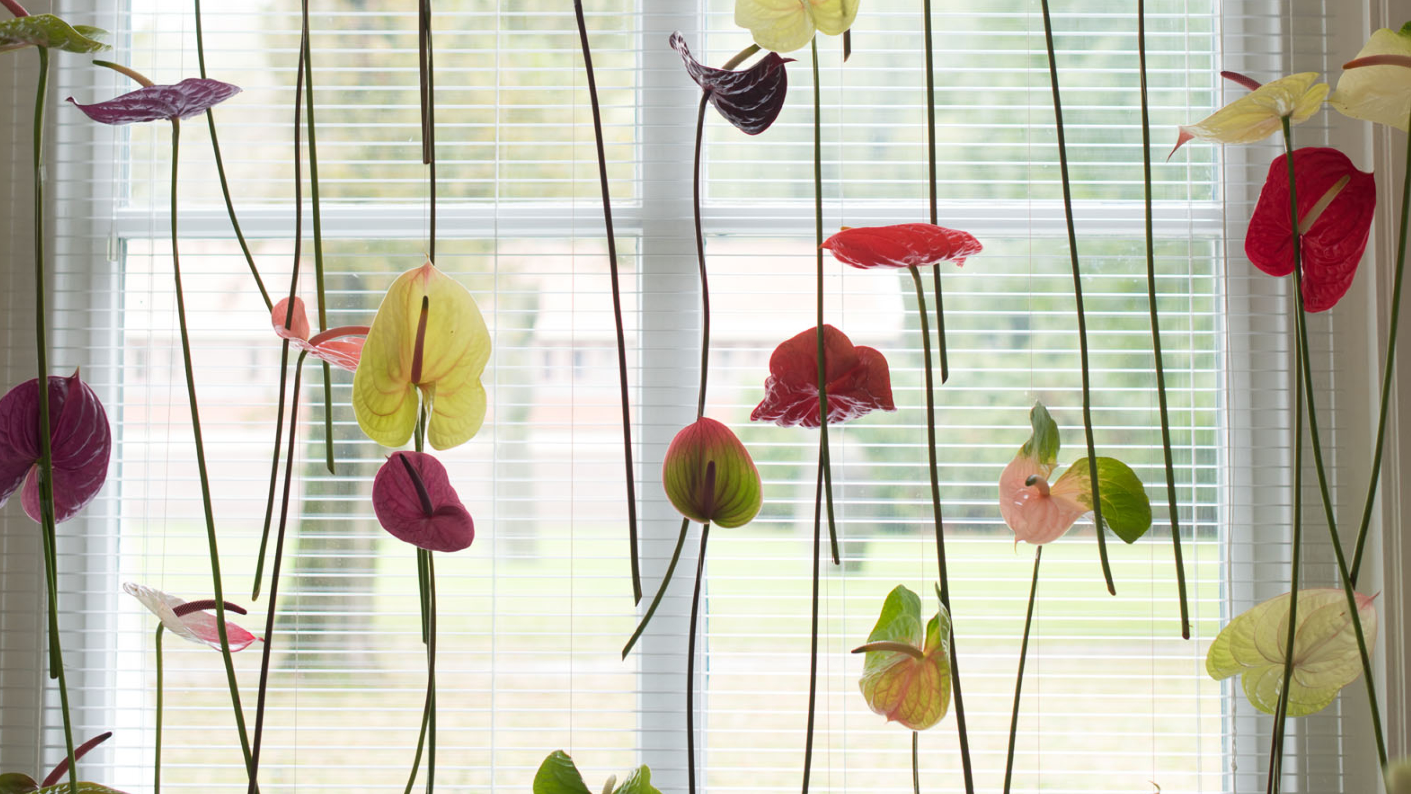 Original Window Decoration Anthurium Flower Curtains Bloomifique