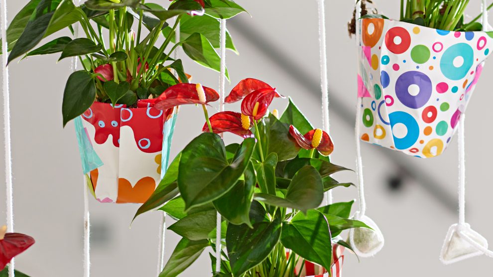 Anthurium Fiesta in hanging pots
