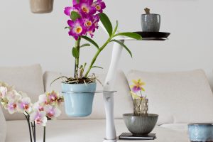 Orchid Twister Francois Hannes
