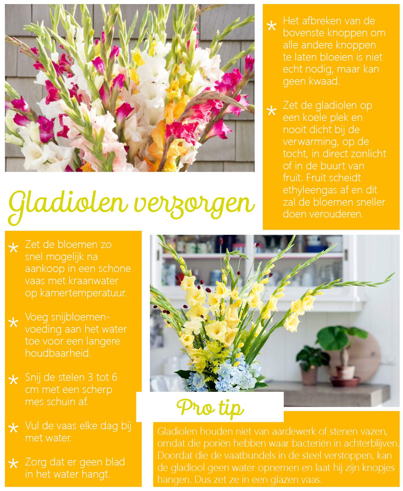 Verzorging van gladiolen