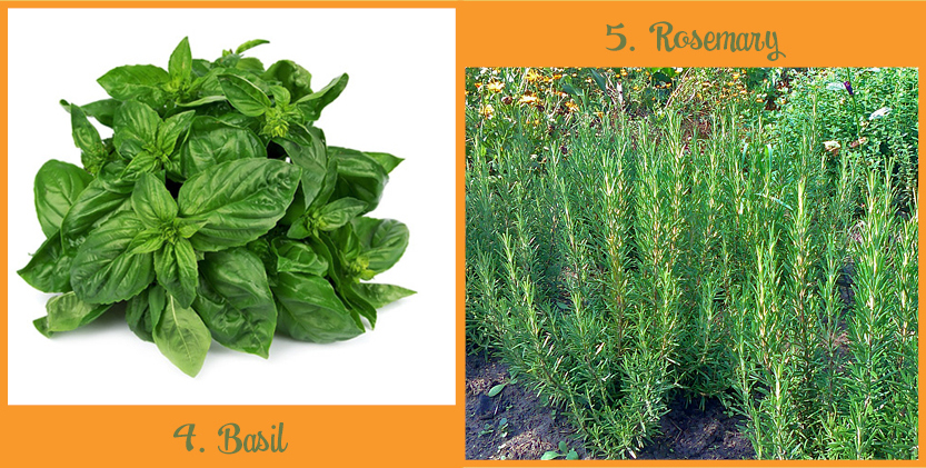 Planten_muggen_basil&rosemary_ENG