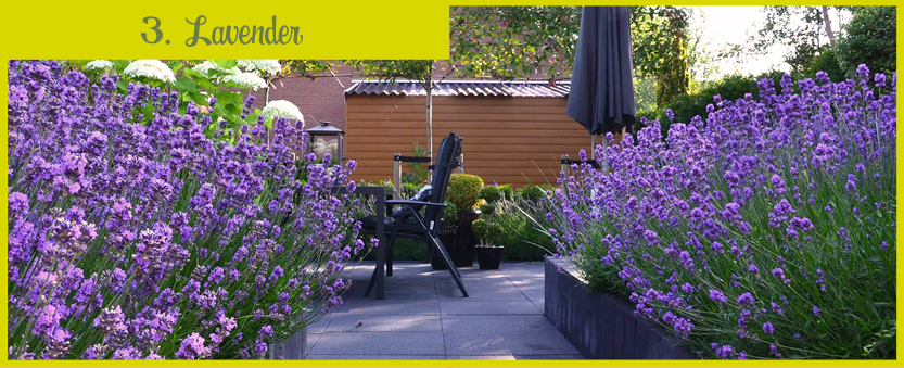 Planten_muggen_lavender_ENG