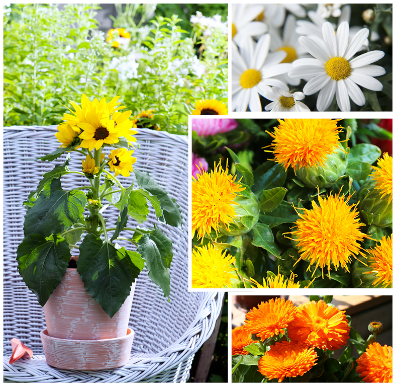 tuintrend_zomer_2016_Zonebloem_Aster_Margriet_GoudeseBloem_mooiwatplantendoen