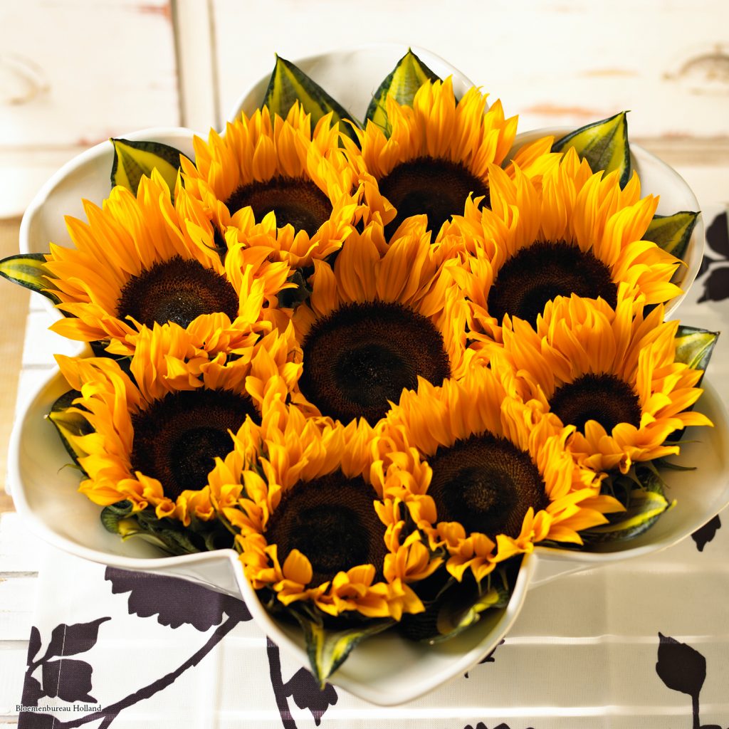 Sunflowers; Bloemenbureau Holland