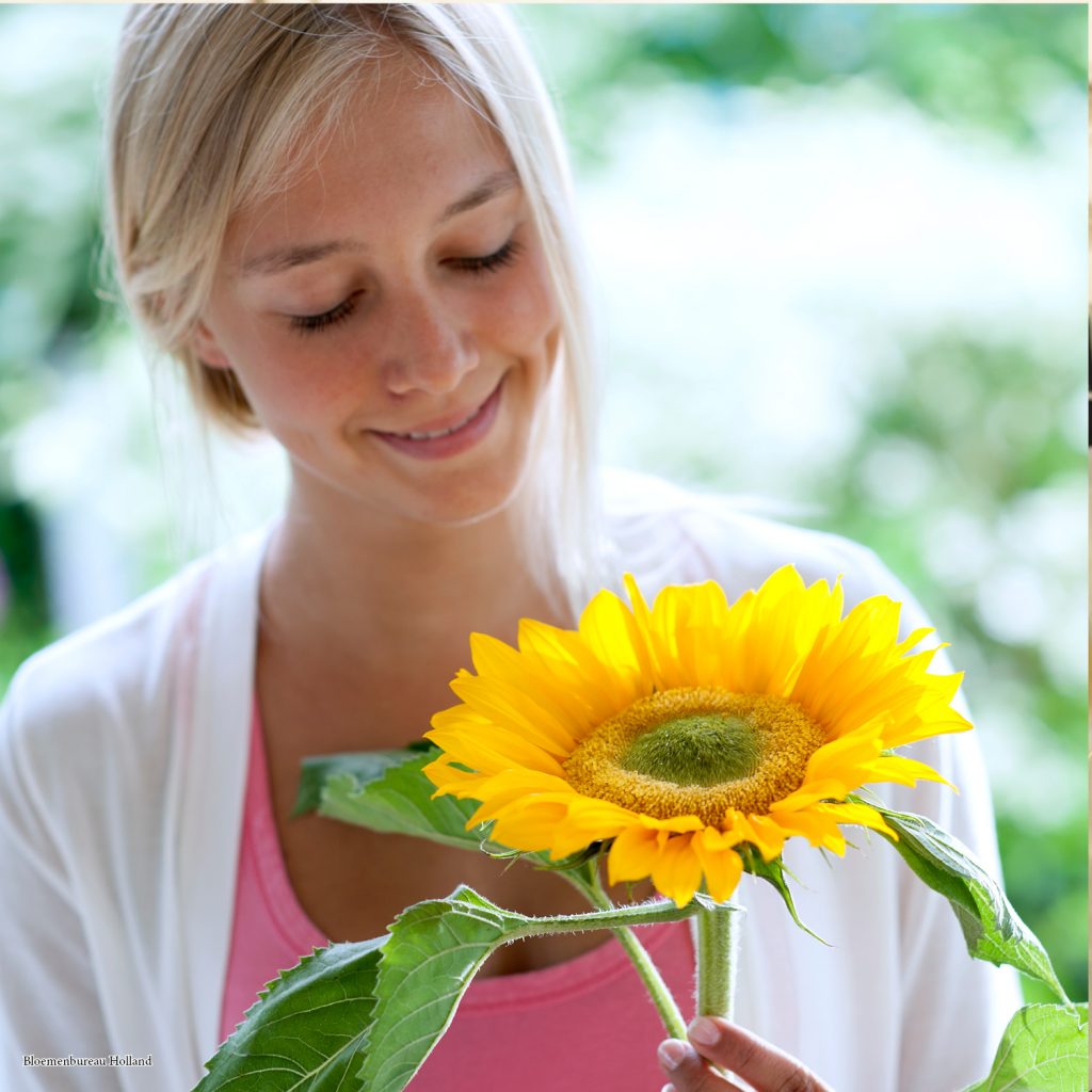 Sunflowers nice to give and to get; Bloemenbureau Holland