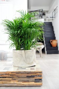 Areca Palm