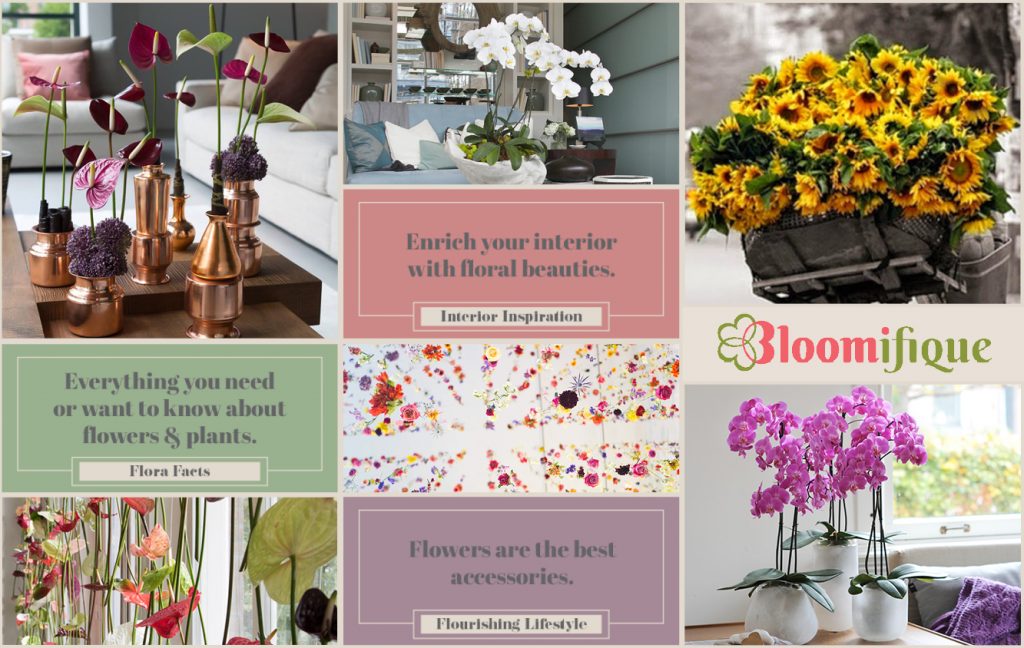 Bloomifique the new interior and lifestyle inspiration blog