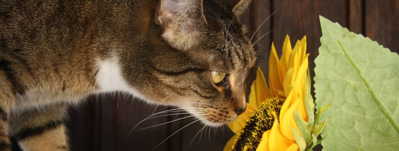 Plants approved by pets that won't kill them