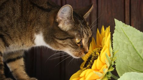 Plants approved by pets that won't kill them