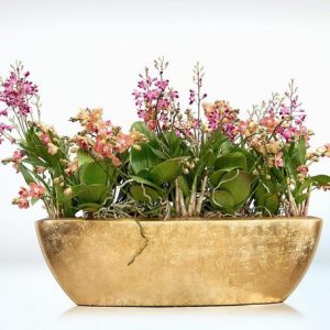 Colourful Orchids in a golden planter
