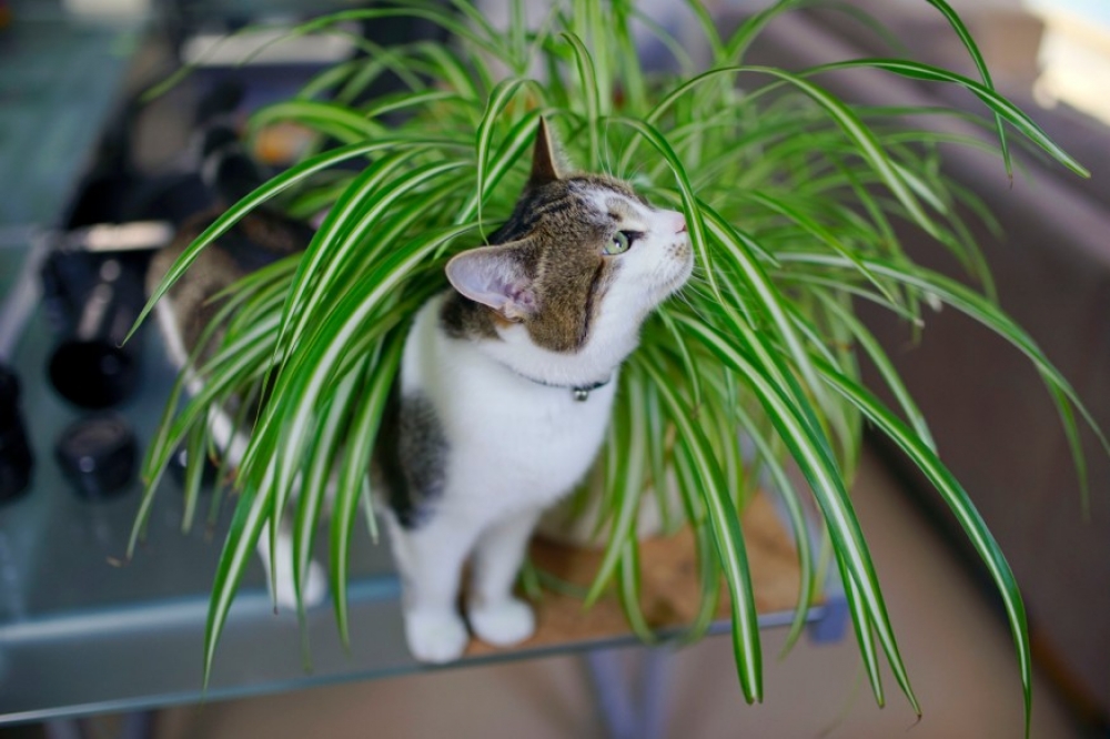 spider grass is safe for cats