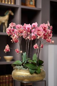 Pink copepry Phalaenopsis Orchid in a golden planter