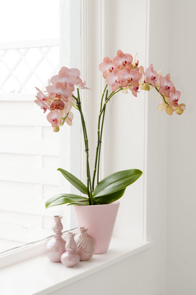 Light pastel Phaleanopsis Orchid