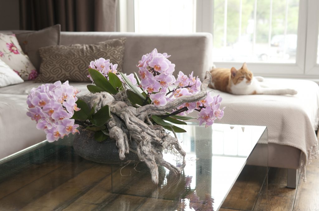 Phalaenopsis Orchid living room