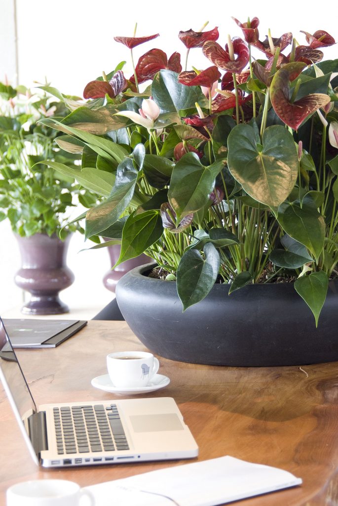 Green at the office tip #1: a plant on every desk.