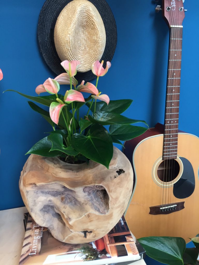 Anthurium in wooden planter