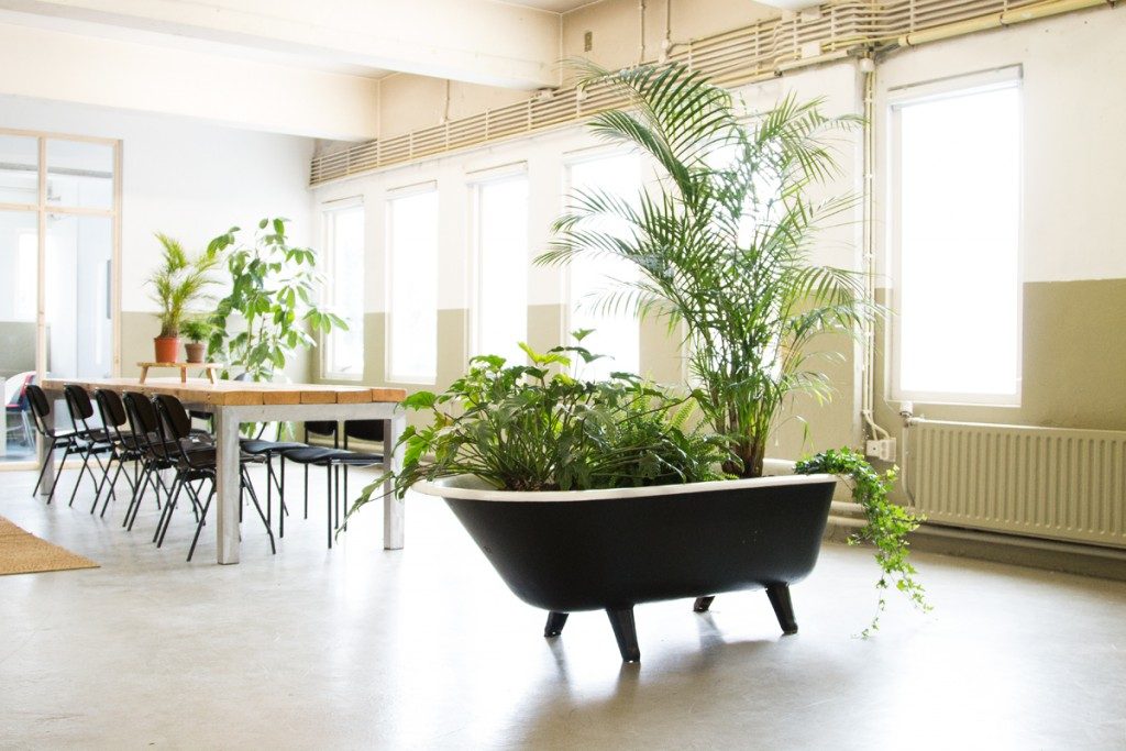 Plants in A Bathtube at the office of Buzzapture in Amsterdam