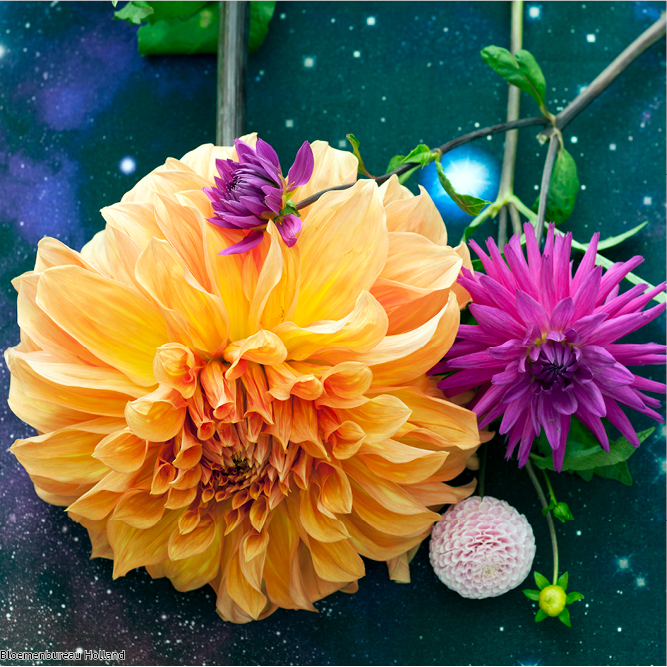 favouriteflower_meaning_dahlia