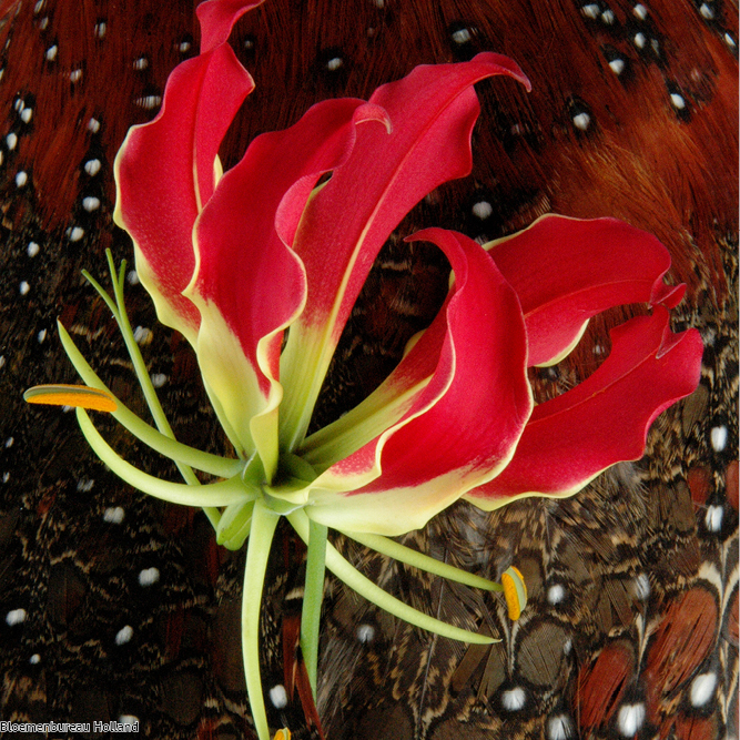 favouriteflower_meaning_gloriosa