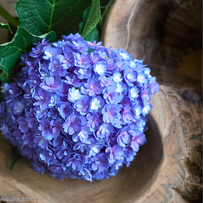 favouriteflower_meaning_hydrangea