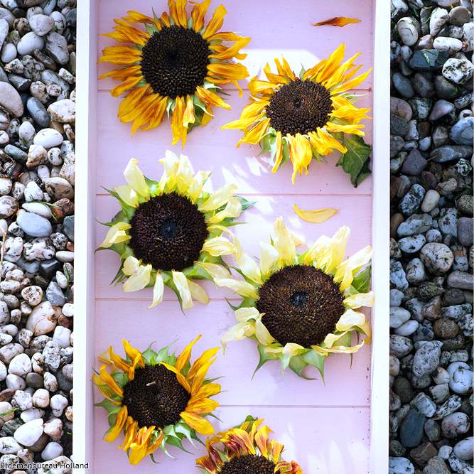 favouriteflower_meaning_sunflower