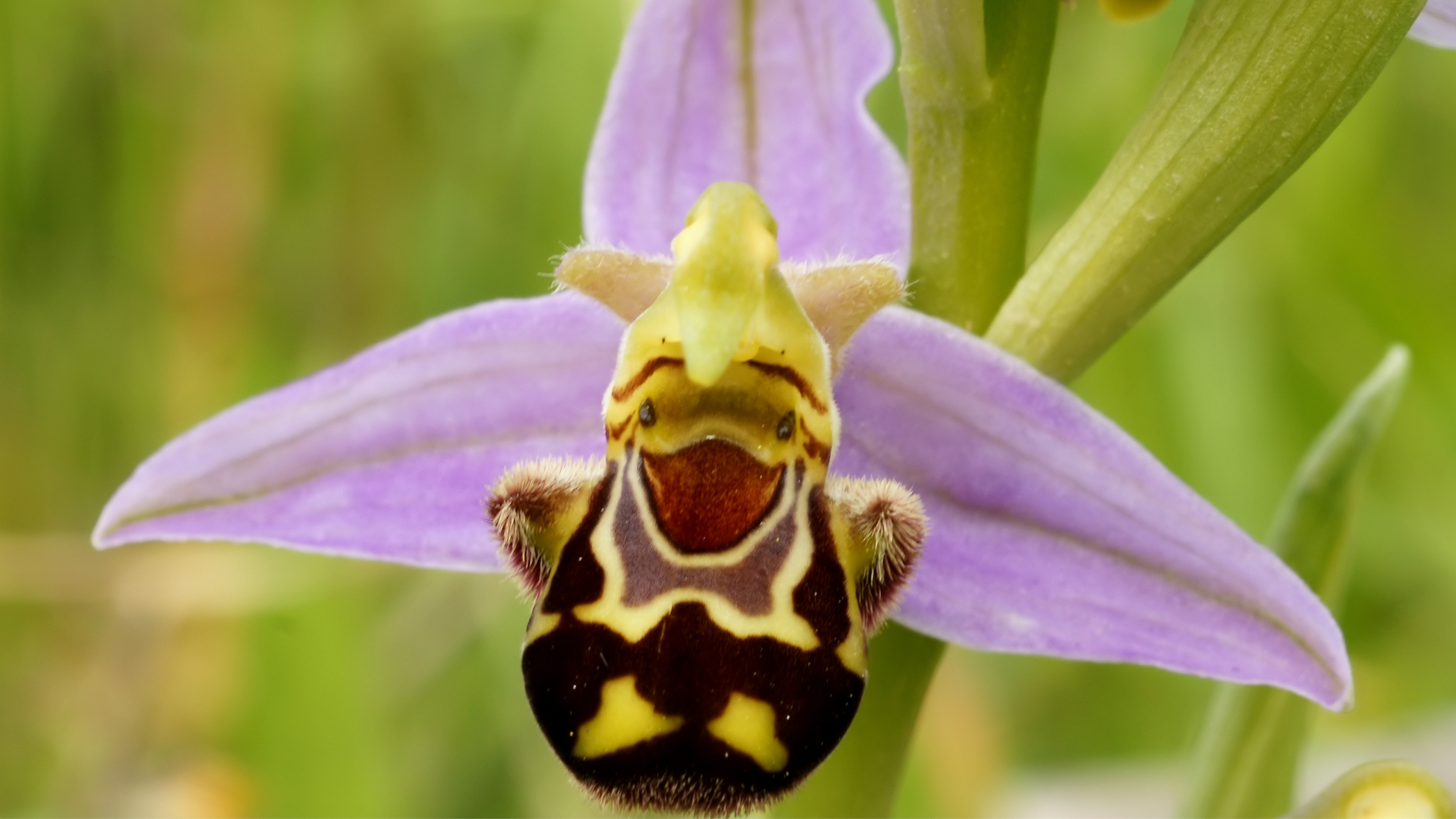 the-10-most-scary-flowers-bloomifique