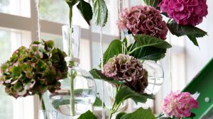 Hydrangea cutflowers a year-round favourite
