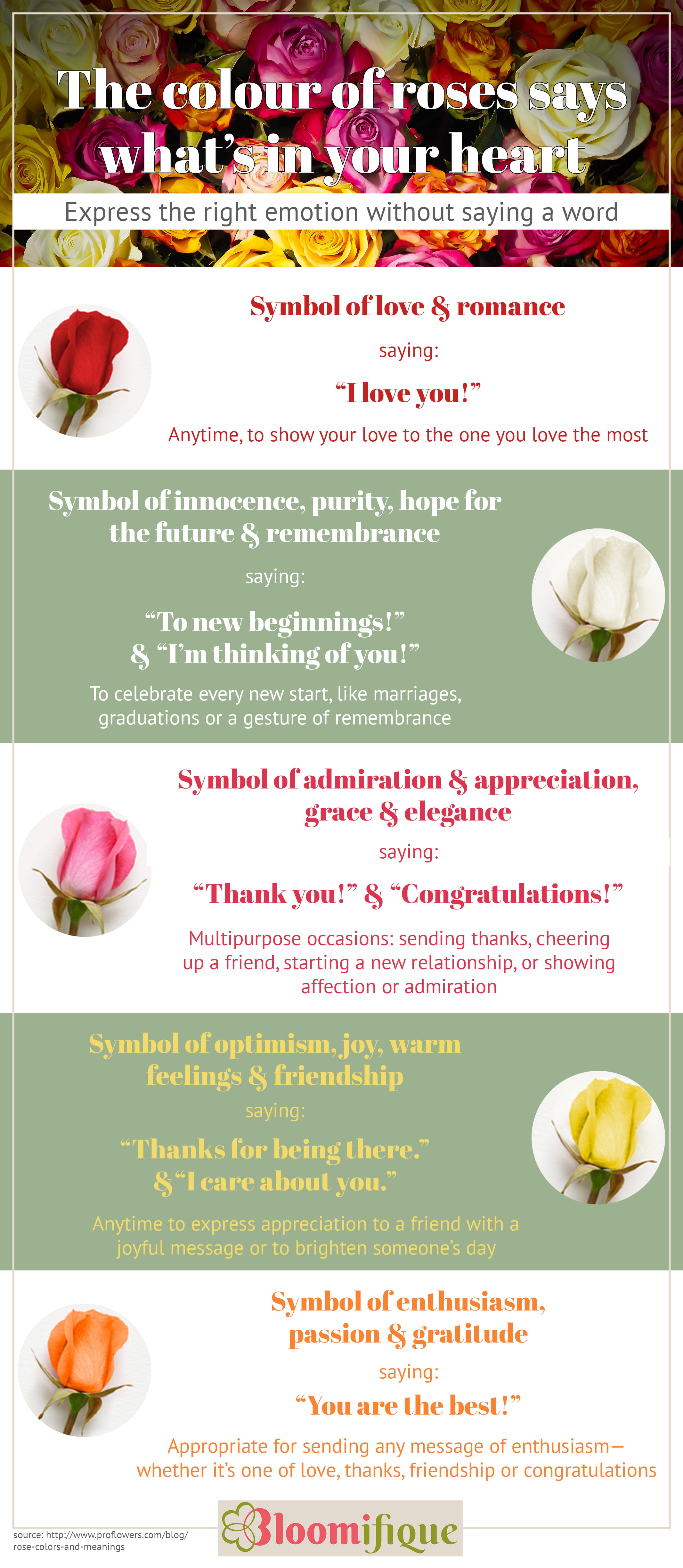 Red, white, yellow, pink & orange roses all have their own special meaning. This infographic tells which colour conveys your feelings the best. So you can express the right emotion without saying a word. 