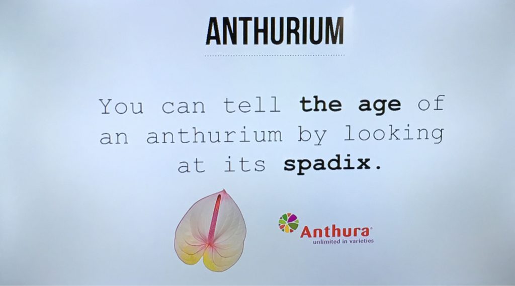 The Story of the Anthurium