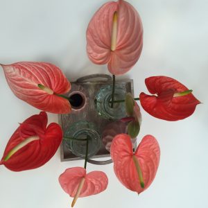 Birght Anthurium flowers decoration