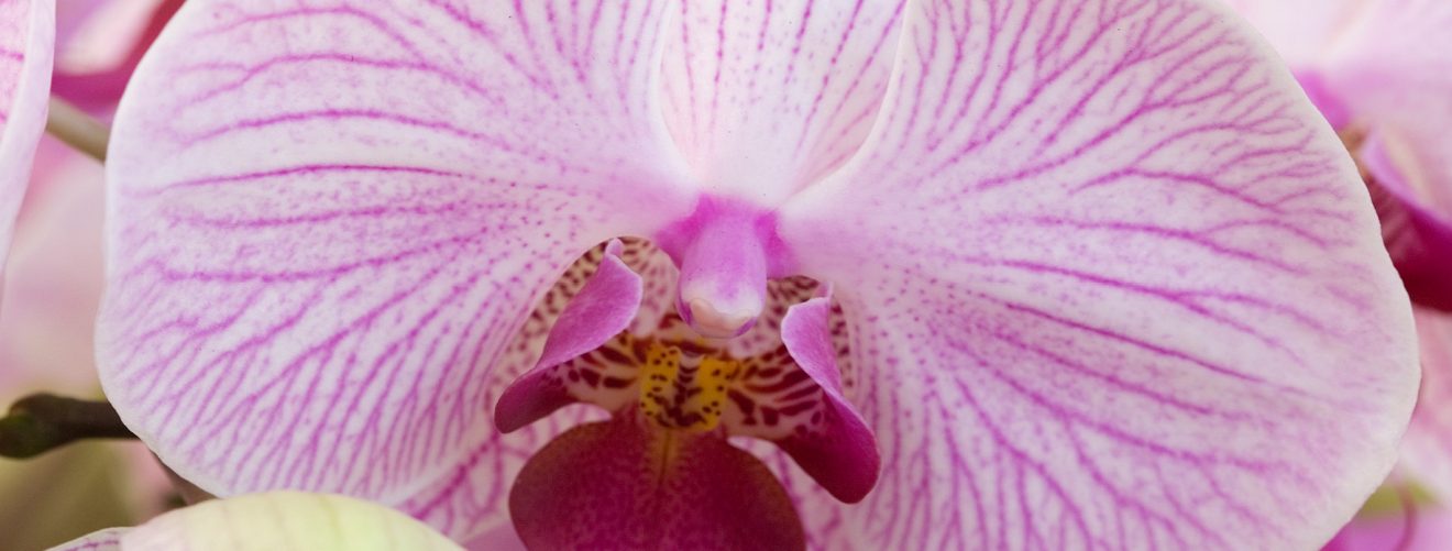 Get to know the origin and meaning of the phalaenopsis