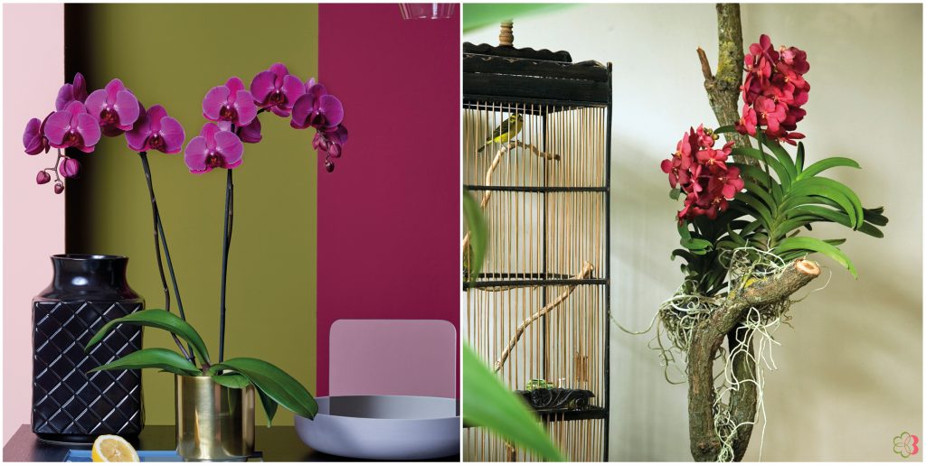 Purple Phalaenopsis and Red Vanda that fits in a botanical interior with new romanicism syle of Flexa | by Bloomifique