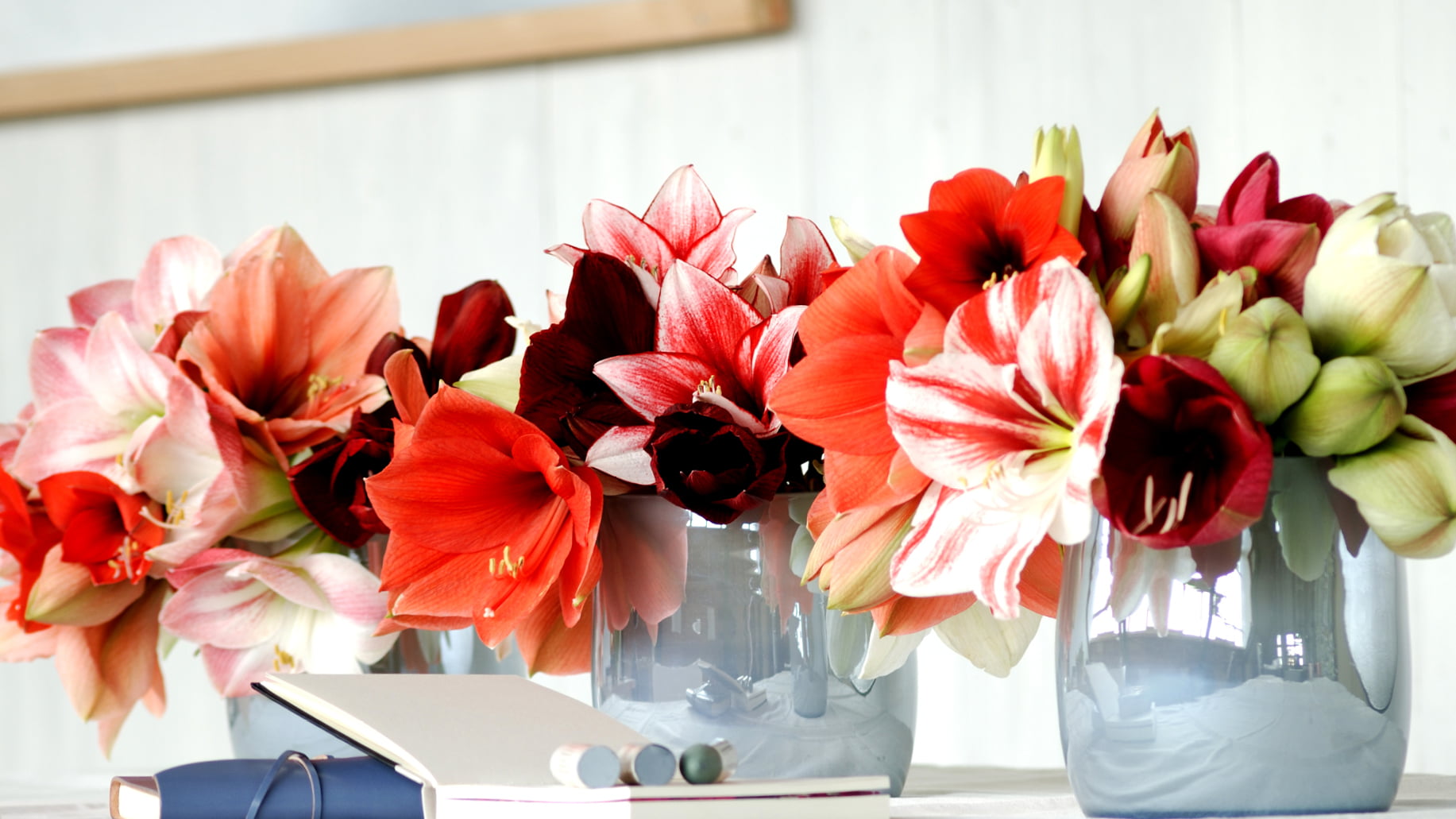 New Christmas favourite the Amaryllis Bloomifique