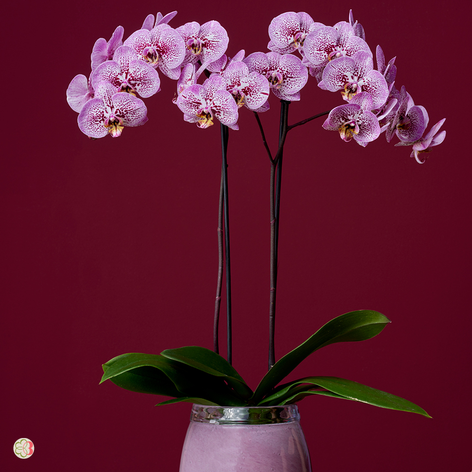 Phalaenopsis