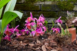 Garden Orchid