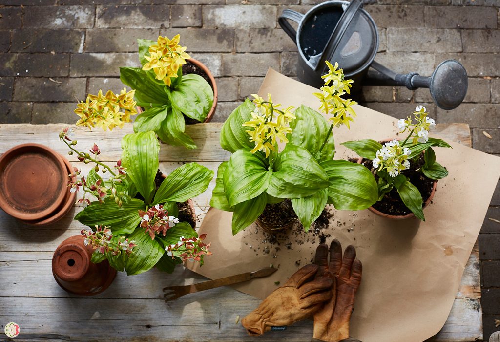 Garden Orchid Calanthe