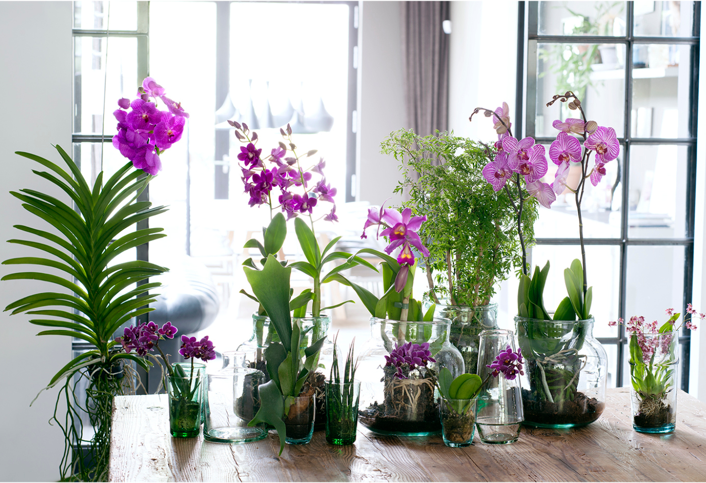 Vanda, Phalaenopsis, Cattley and Brassia in an urban junle