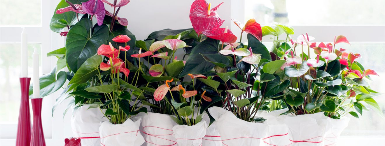 Meet the strongest plant even: the Anthurium and learn how to take care of her.