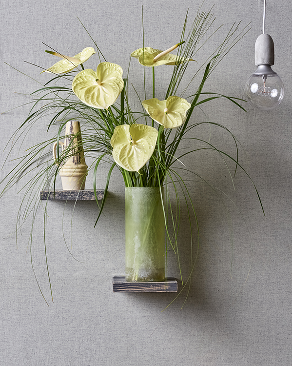 Yellow Anthurium for spring