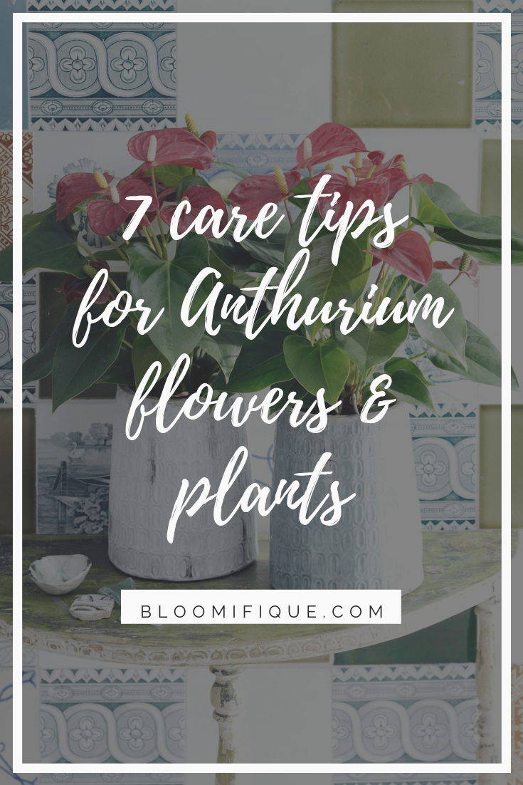 Anthurium care: 7 tips for anthurium cut flowers and pot plants