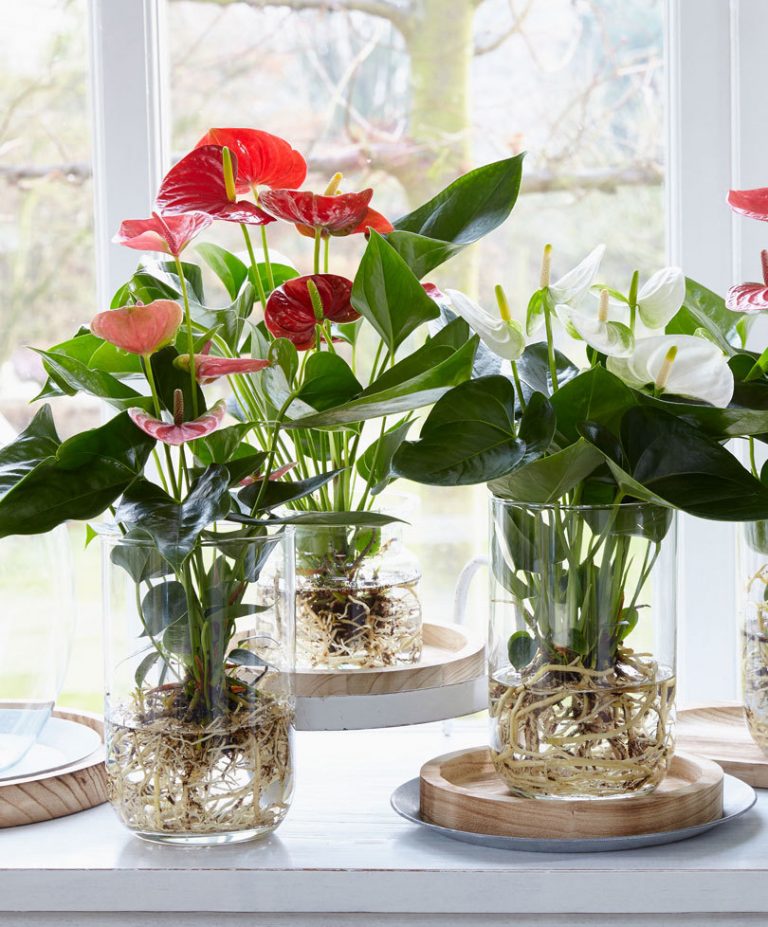 4 styling ideas with the anthurium pot plant & cut flower
