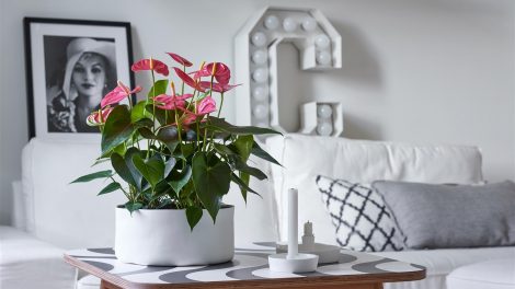 Anthurium care: 7 tips for anthurium cut flowers and pot plants