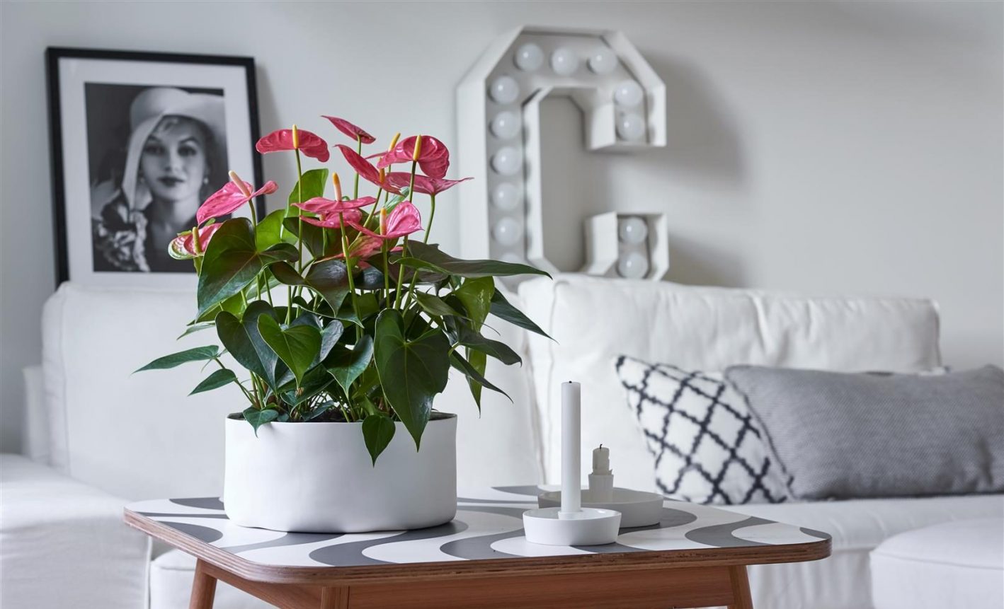 Anthurium verzorging tips