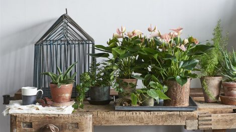 6 gift ideas for plant lovers
