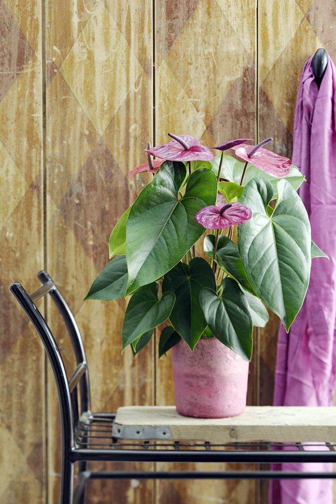 De verschillende kleuren anthuriums