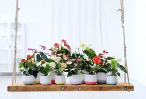 De verschillende kleuren anthurium snijbloemen en planten