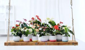 De verschillende kleuren anthurium snijbloemen en planten