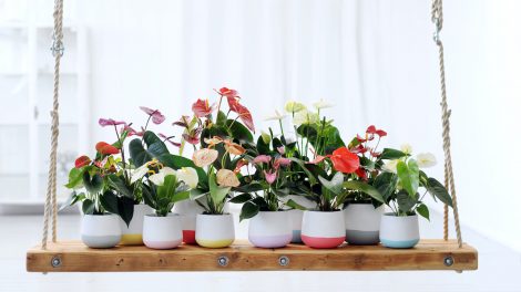 De verschillende kleuren anthurium snijbloemen en planten
